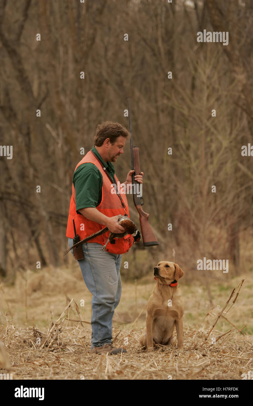 Upland Bird Hunter Training Puppy Stock Photo