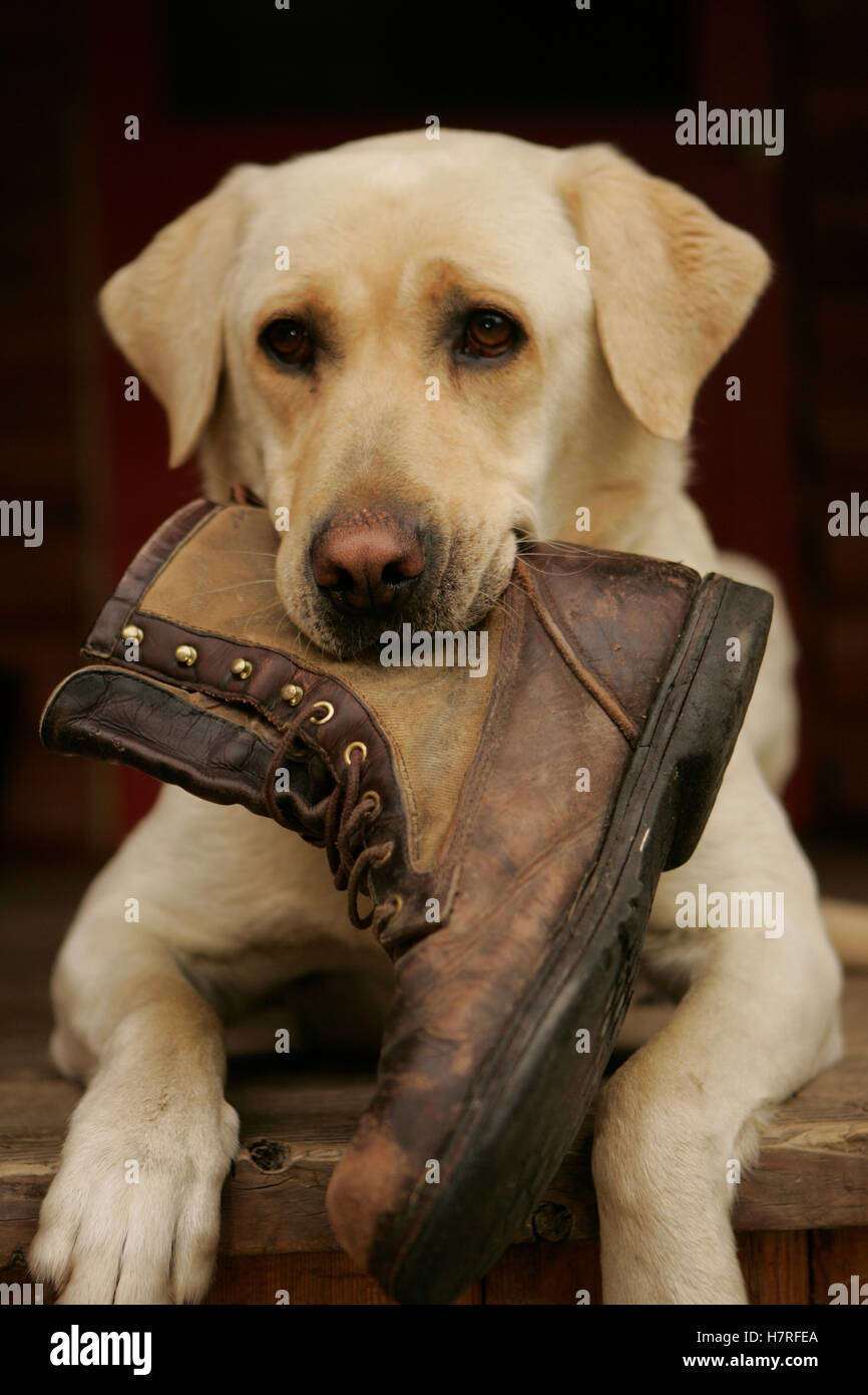 Yellow Lab With Boot In Mouth Stock Photo - Alamy