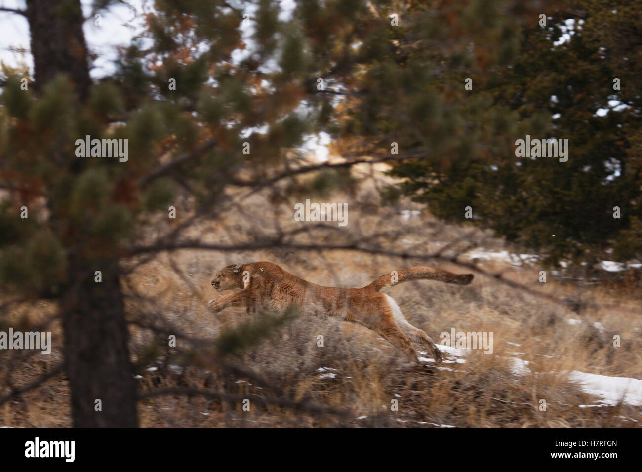 Mountain Lion Cougar Running In Woods Stock Photo