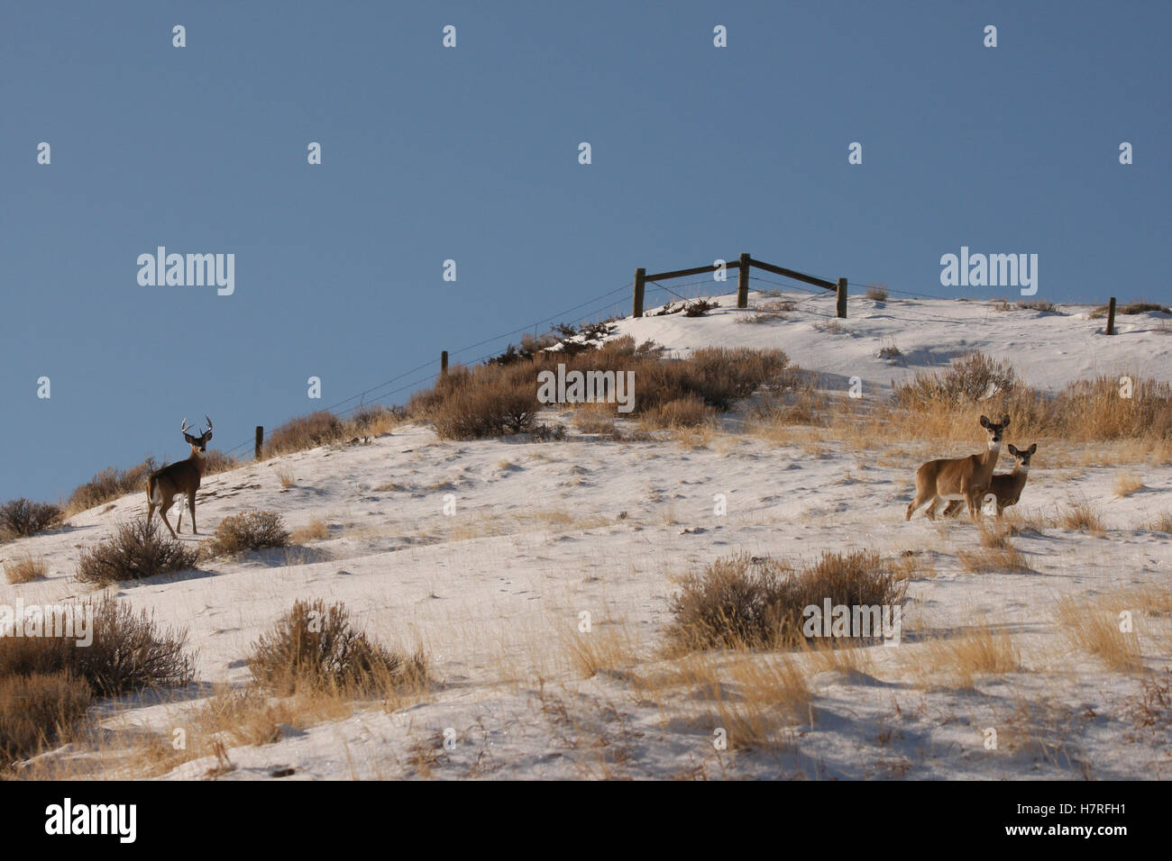 Whitetail Deer In Snow Stock Photo