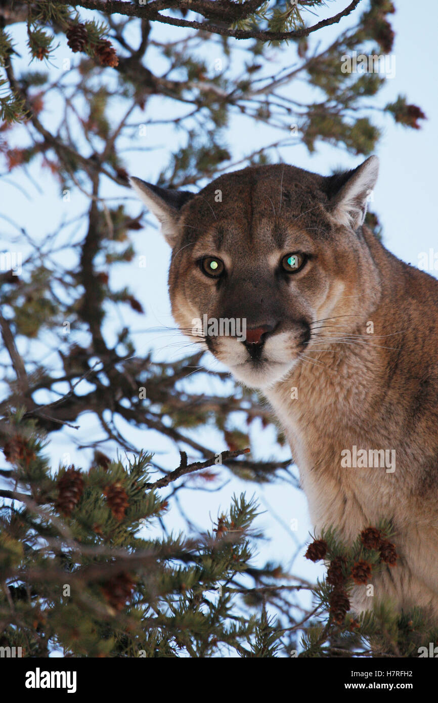 Predator pics hi-res stock photography and images - Page 2 - Alamy