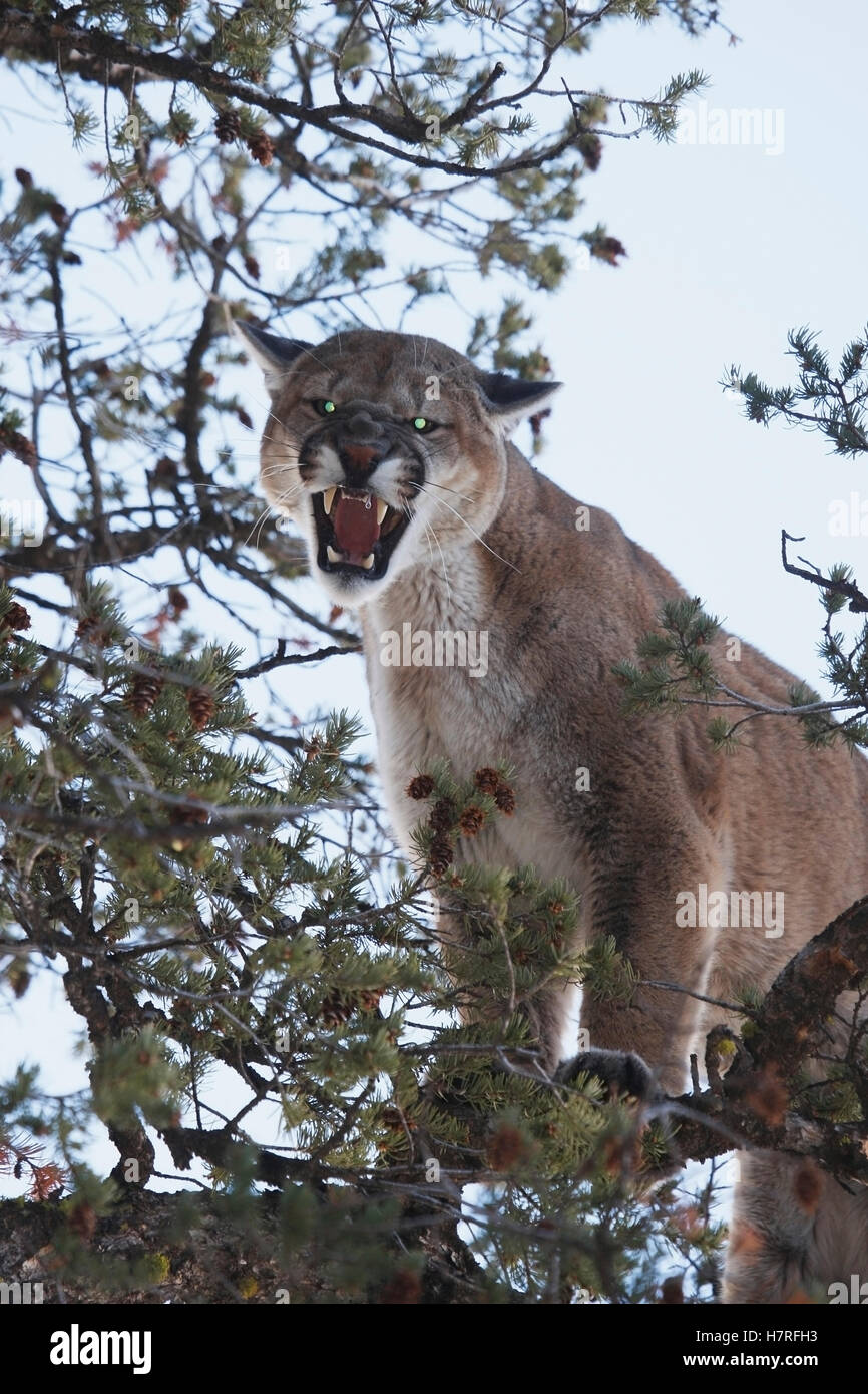 Mountain Lion Cougar In Tree Branches Stock Photo Alamy