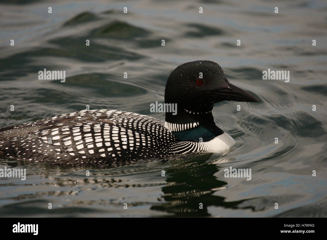 Portrait Of Loon On Lake Stock Photo
