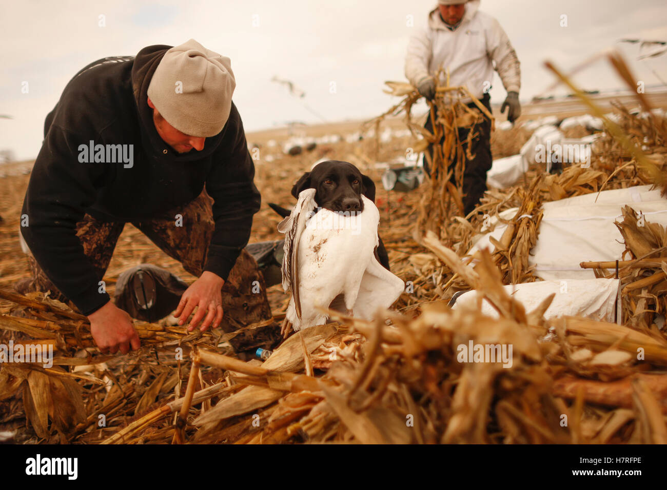Snow Goose Hunters In Field Setting Decoys Stock Photo