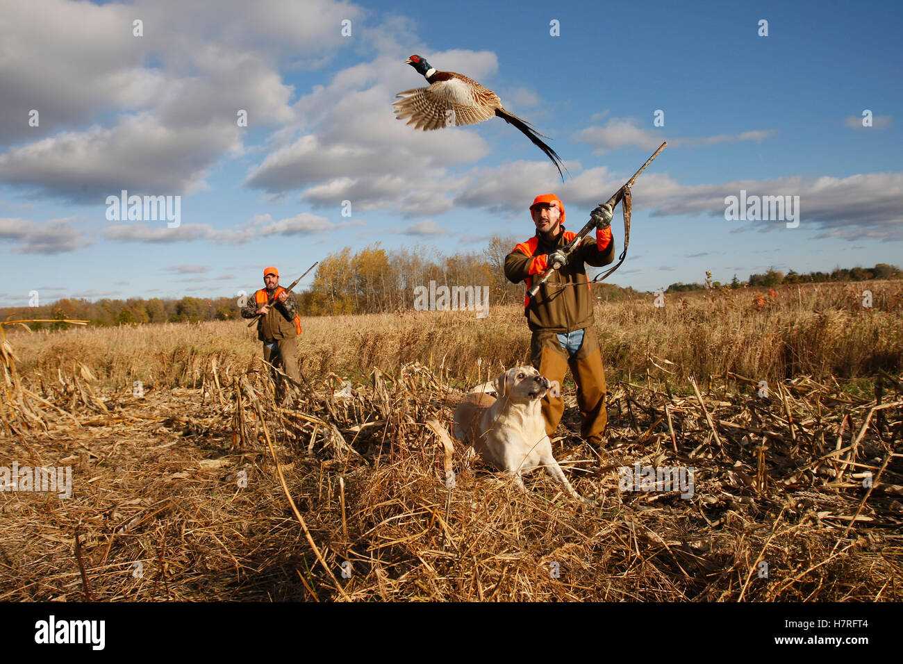 Upland Bird Hunters In Field With Dog Stock Photo Alamy