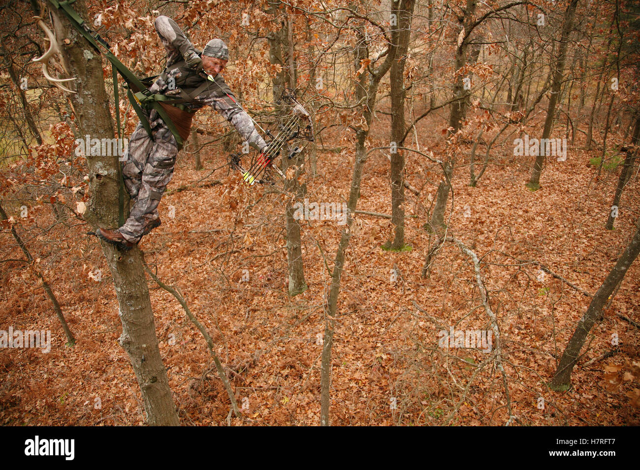 Hunter In Tree Saddle Drawing Compound Bow Stock Photo