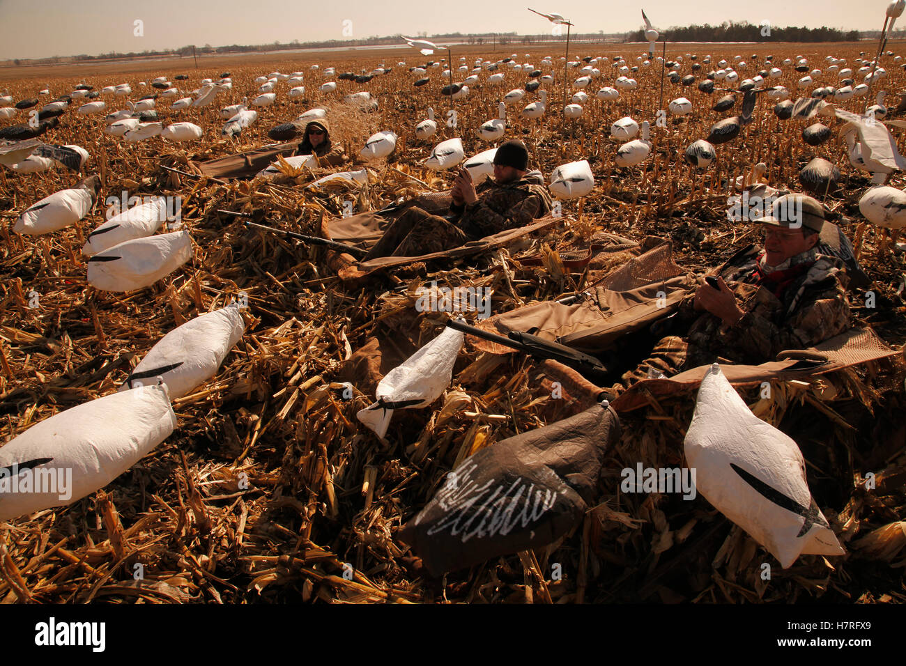 Snow Goose Layout Hunters Using Technology In Field Stock Photo