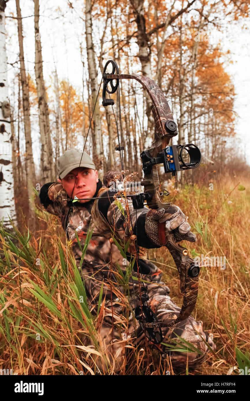 Bowhunter Drawing Bow In Aspen Trees Stock Photo