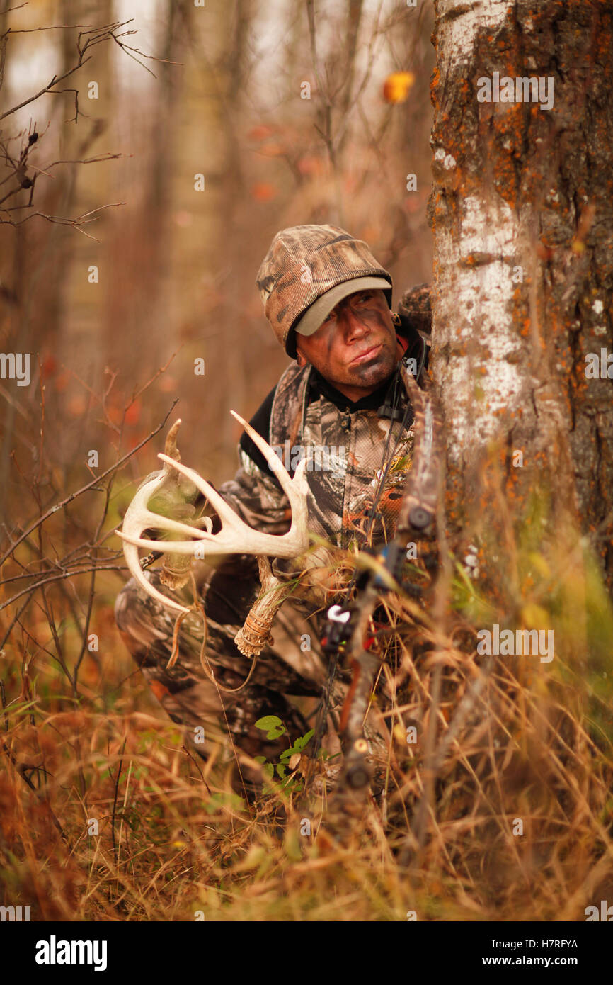 Bowhunter Rattling For Whitetail Deer Stock Photo