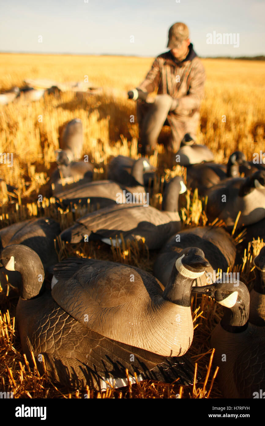 Goose Hunter And Decoys In Stubble Field Stock Photo Alamy
