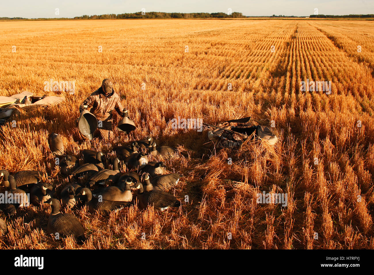 Goose Hunter And Decoys In Stubble Field Stock Photo