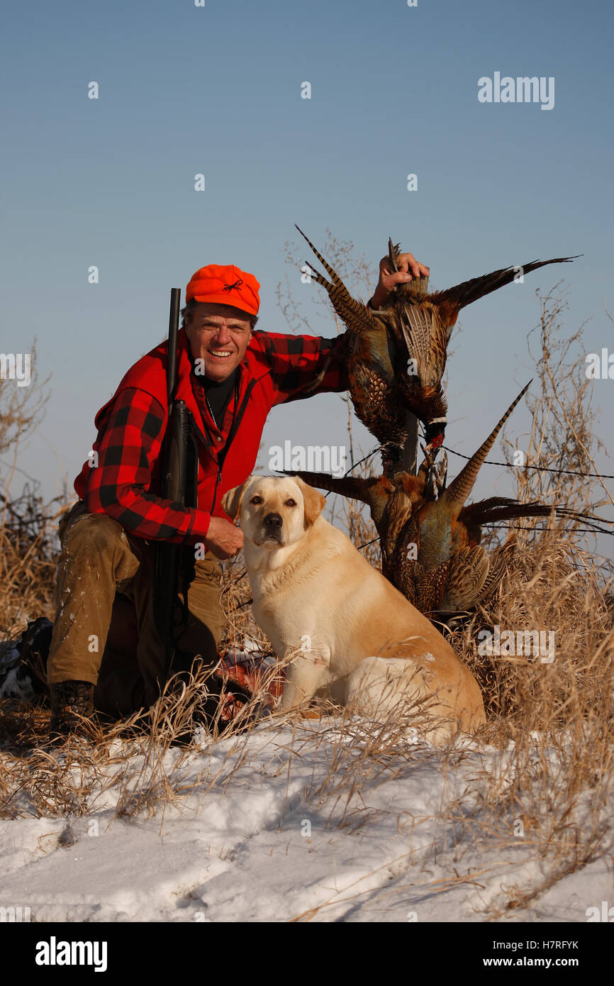 Pheasant Hunter With Yellow Lab Tugging On Jacket Stock Photo