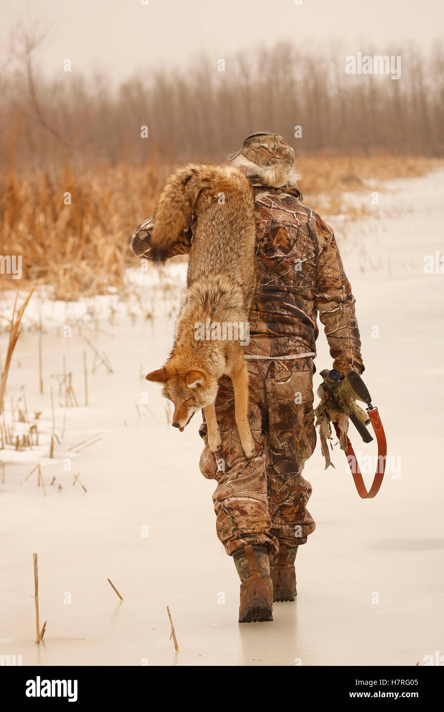 Varmint Hunter Carries Dead Coyote Stock Photo