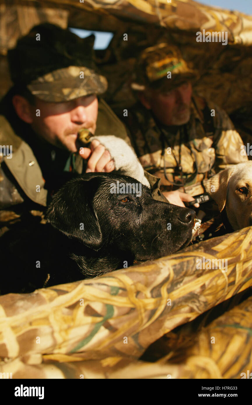 Waterfowl Hunters In Blind Aiming At Birds Stock Photo