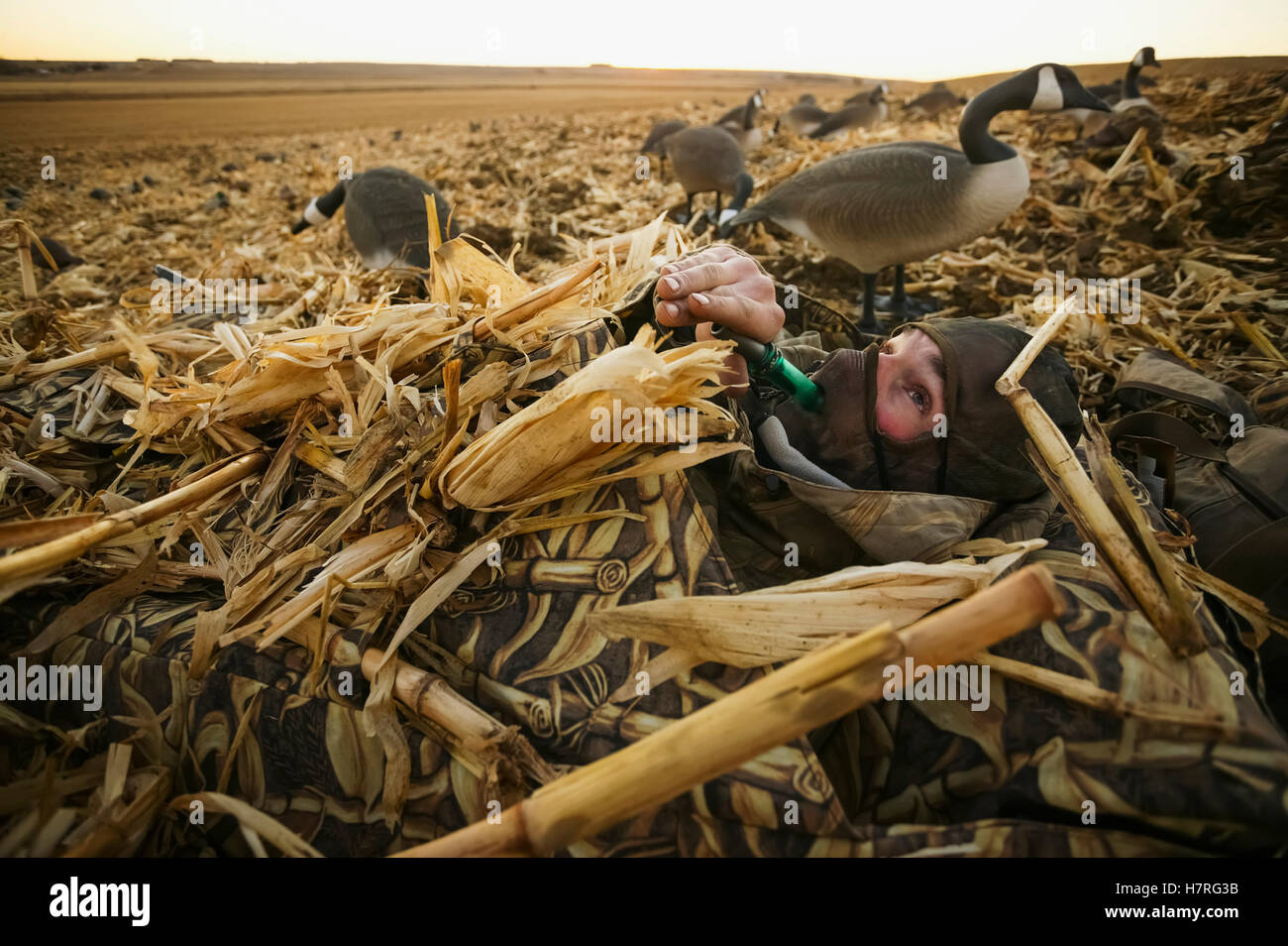 Waterfowl Hunters In Ground Blind Aiming At Birds Stock Photo