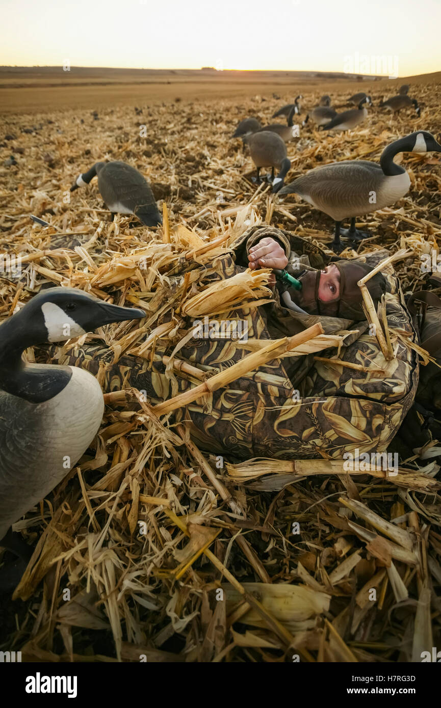 Waterfowl Hunters In Field Lay Down In Blinds Stock Photo