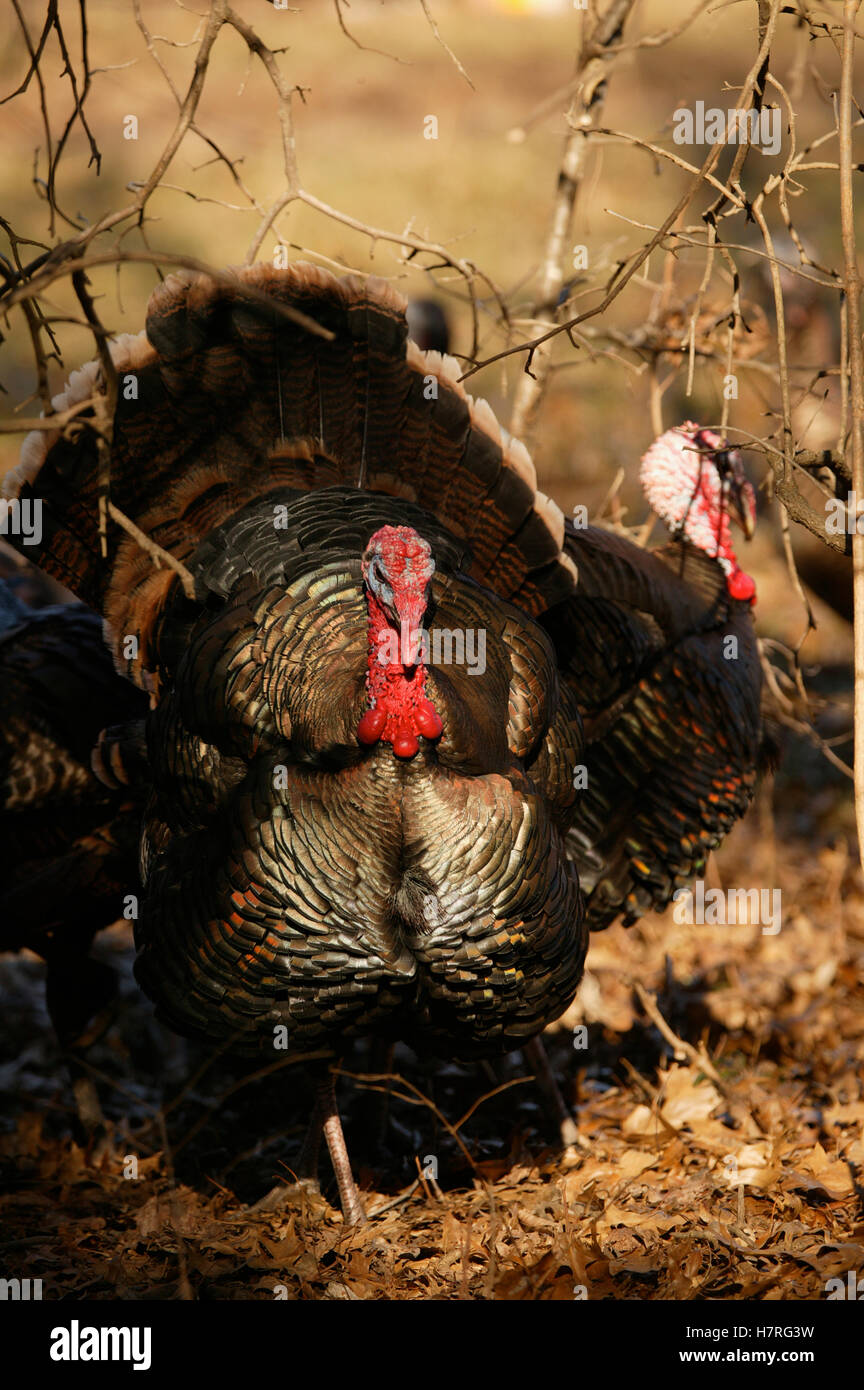 Male Turkey Eastern Gobbler Stock Photo Alamy