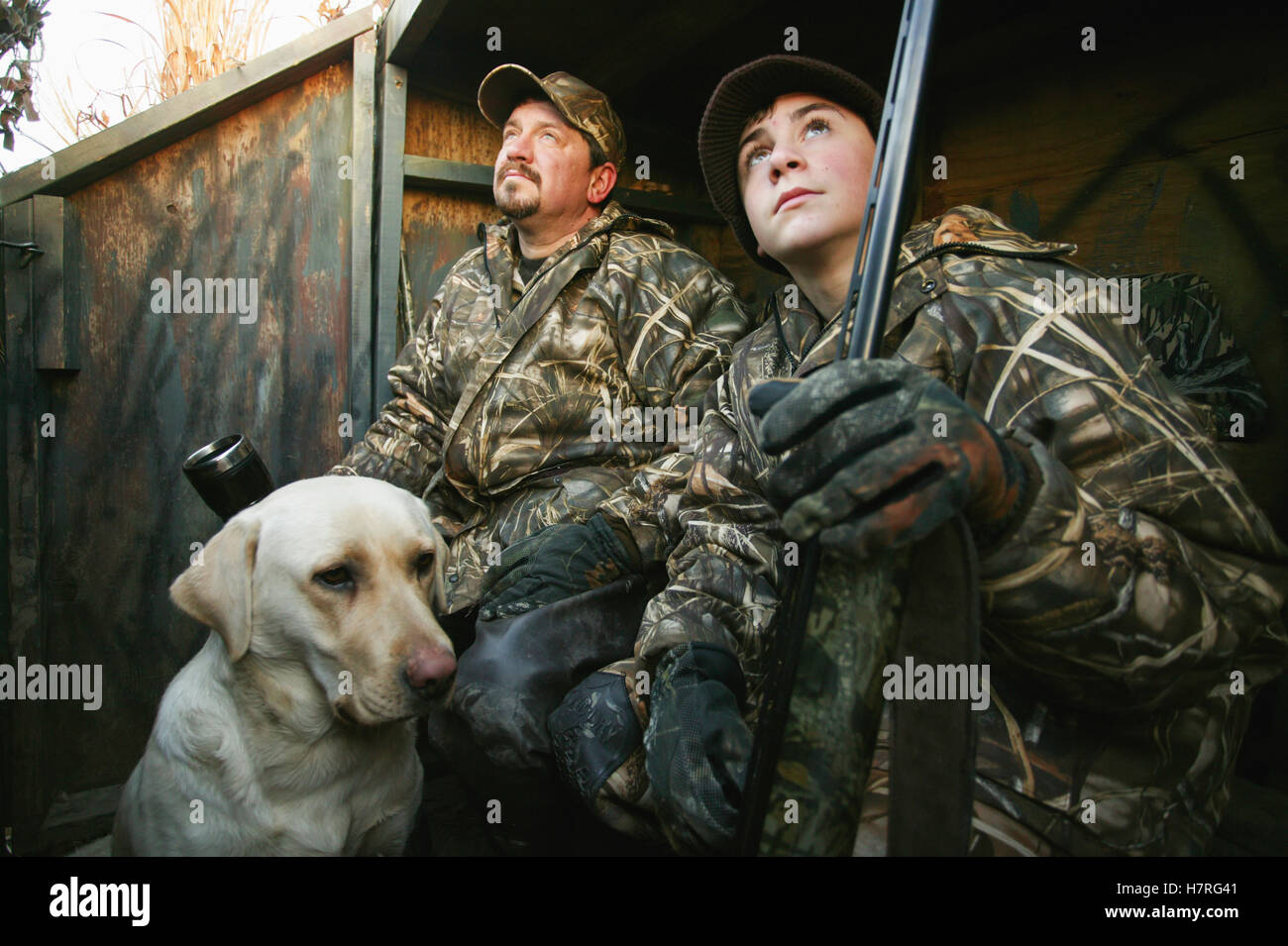 Father And Son And Yellow Lab In Duck Hunting Blind Stock Photo