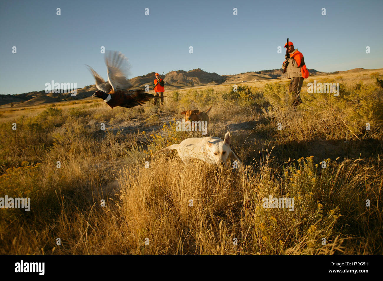 Upland Bird Hunters Stock Photo