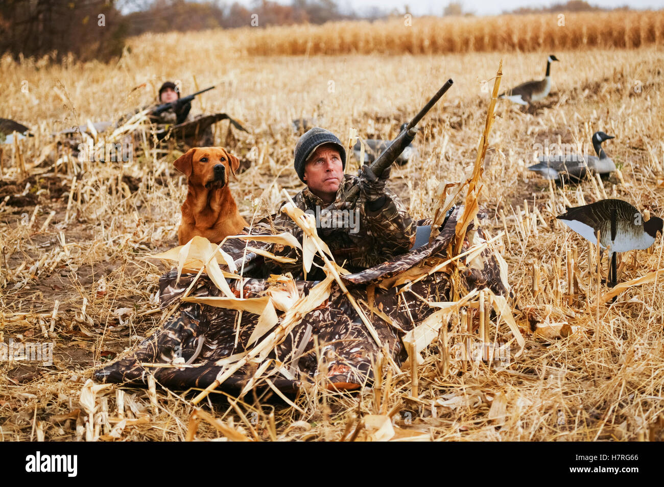 Goose Hunters In Corn Stubble Stock Photo