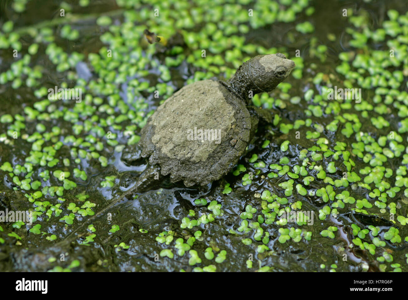 Baby Snapping Turtle Leaving The Nest Stock Photo