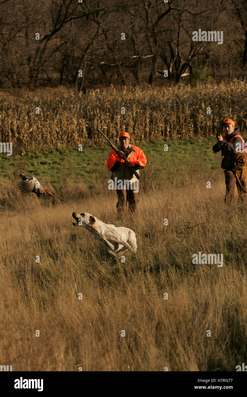 Upland Hunters Flushing Pheasants With Lab Stock Photo Alamy