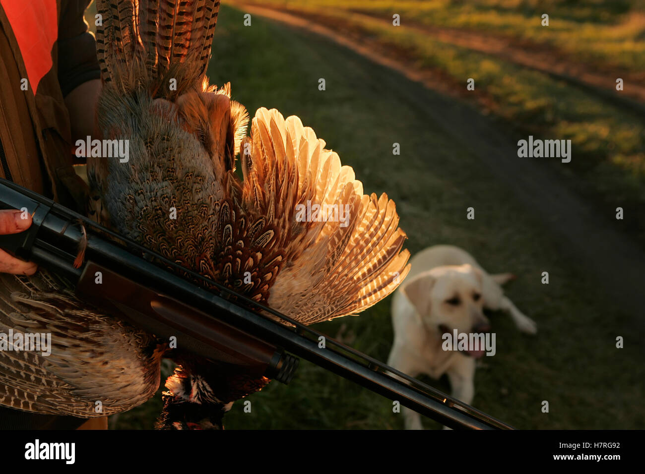 Pheasant Rooster Hunter With Gun And Yellow Lab Stock Photo Alamy
