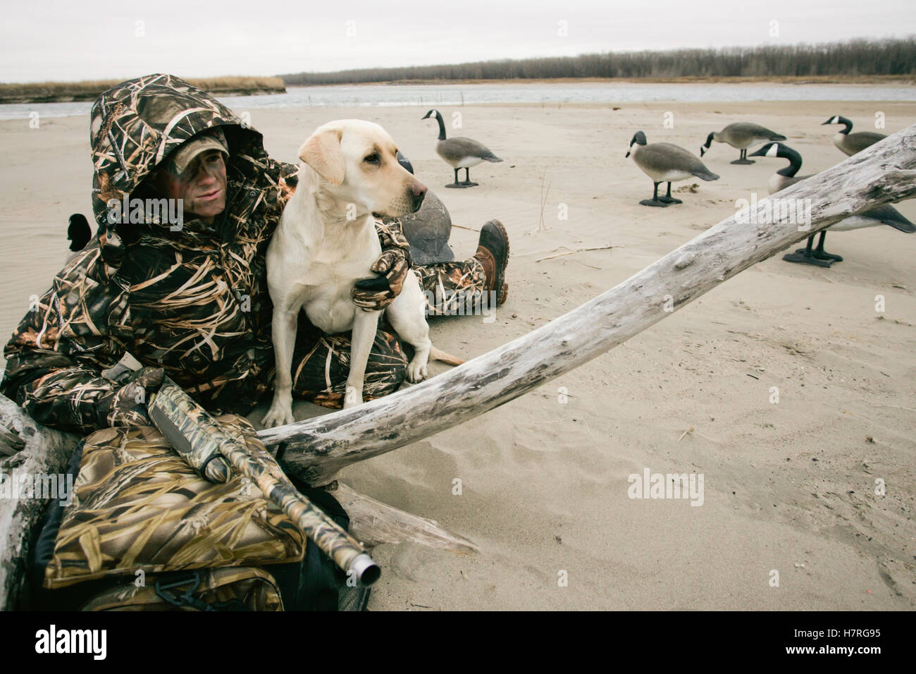 Waterfowl Hunter Hunting With Yellow Lab Stock Photo
