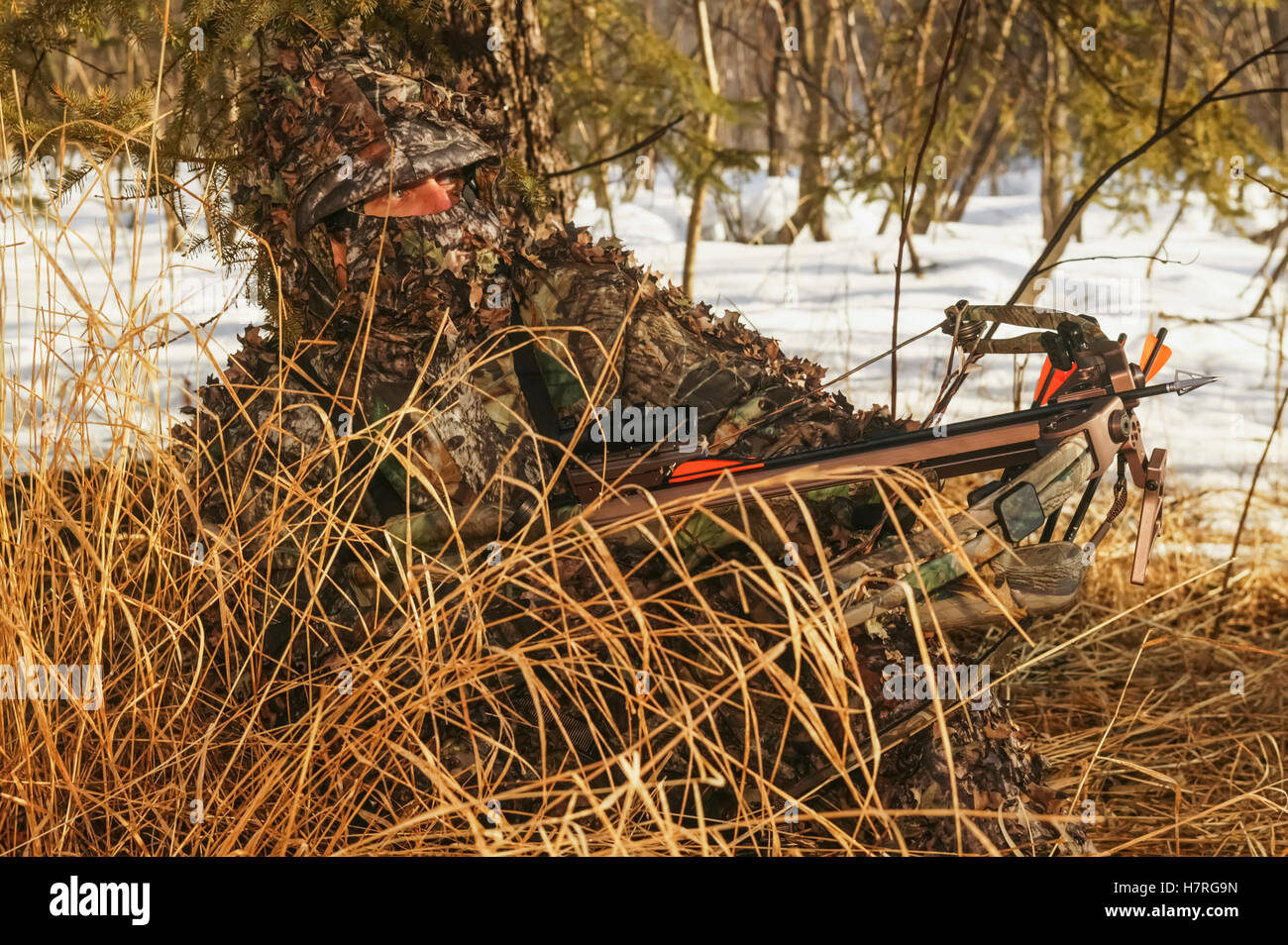 Crossbow Hunter Hunting Whitetail Deer Stock Photo