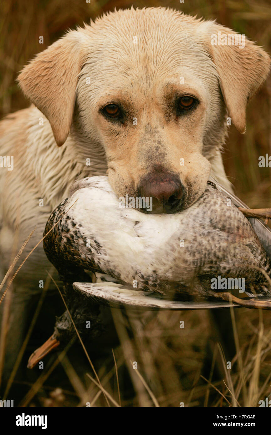 Yellow Lab Puppy Holds A Duck In Mouth Stock Photo