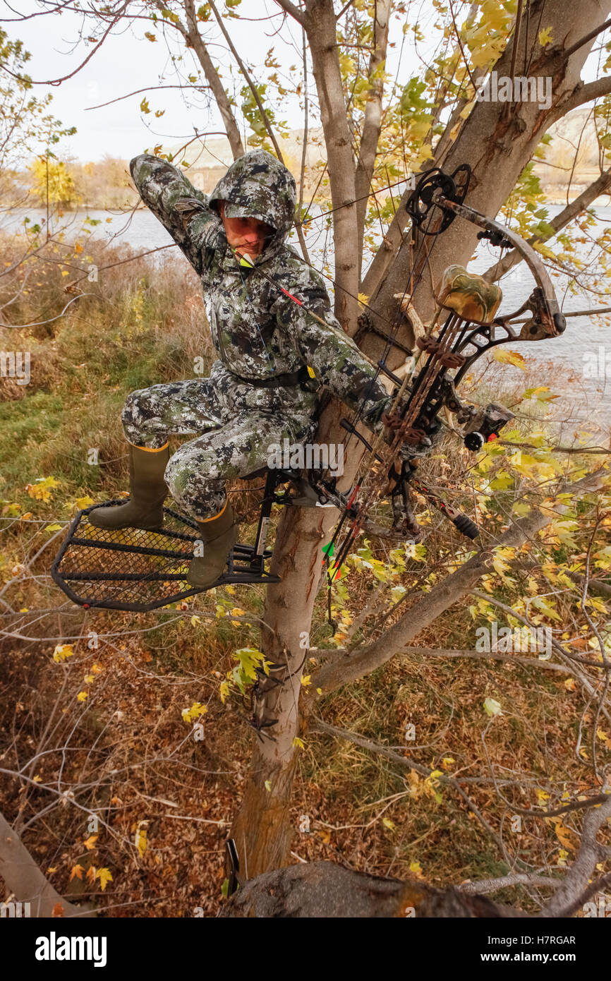 Bowhunter Aiming From Tree Saddle Stock Photo