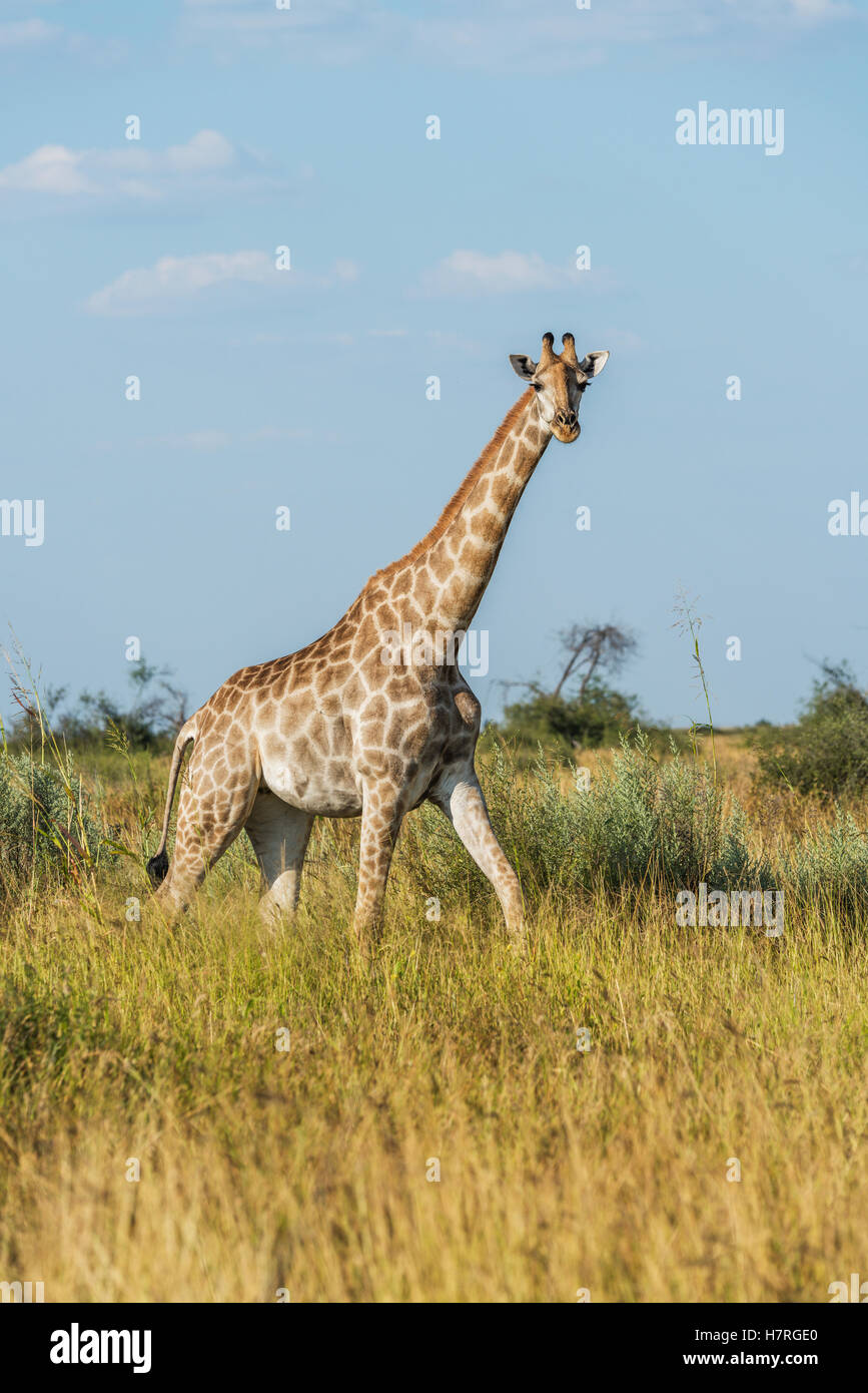South African giraffe (Giraffa camelopardalis) galloping through long