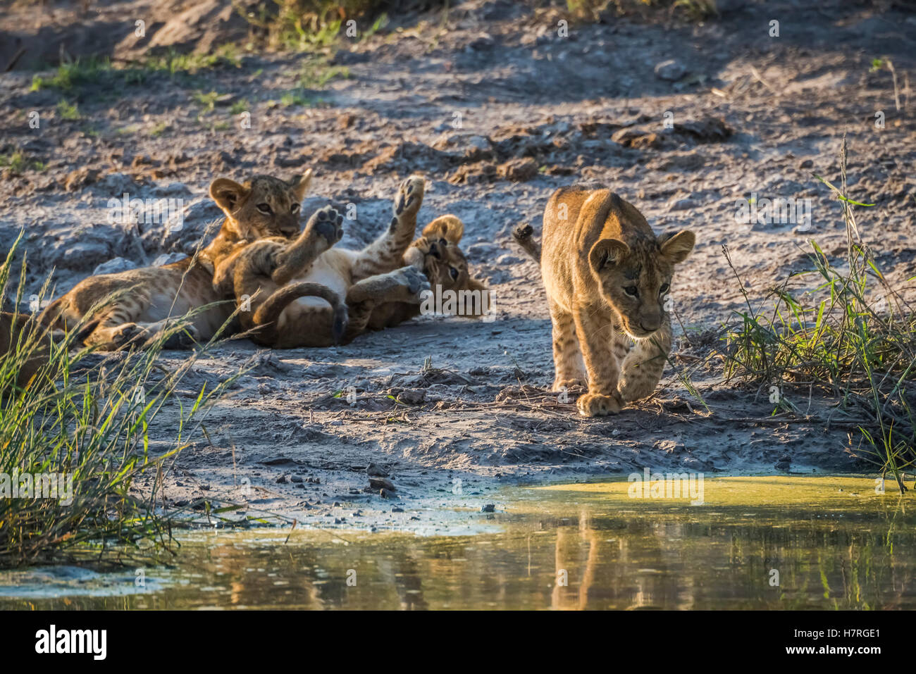 Three lion cubs (panthera leo) playing beside water hole; Botswana Stock Photo