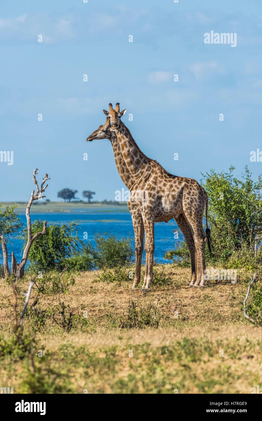 Two South African giraffe (Giraffa camelopardalis) standing by river; Botswana Stock Photo