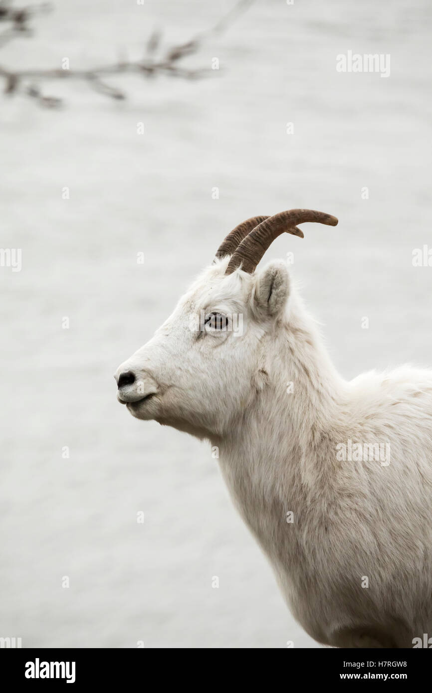 Profile view of a female Dall Sheep along Turnagain Arm and the Seward Highway, Southcentral Alaska Stock Photo