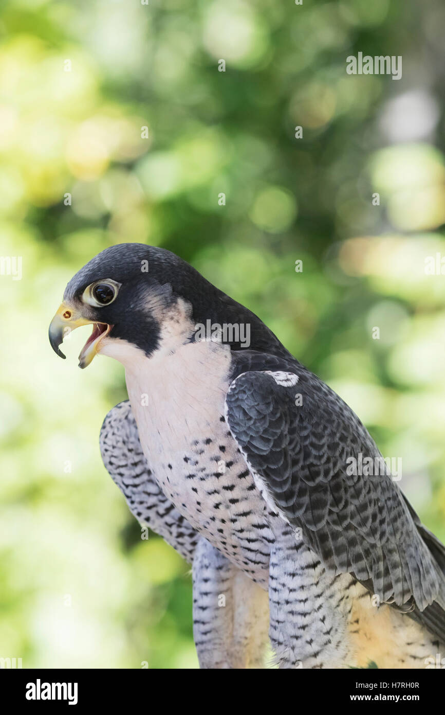 Fastest bird hi-res stock photography and images - Alamy