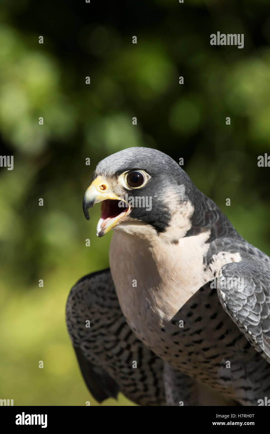 Peregrine falcon (Falco peregrinus), fastest bird of prey in a dive, adult captive; Alaska, United States of America Stock Photo