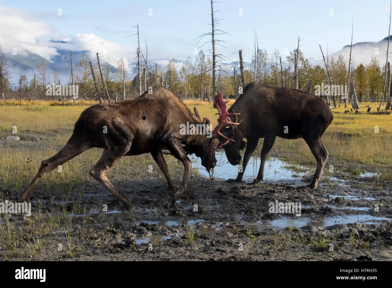 Bull moose (alces alces) just coming out of shedding its velvet and antlers look a little red, captive at Alaska Wildlife Conservation Centre Stock Photo