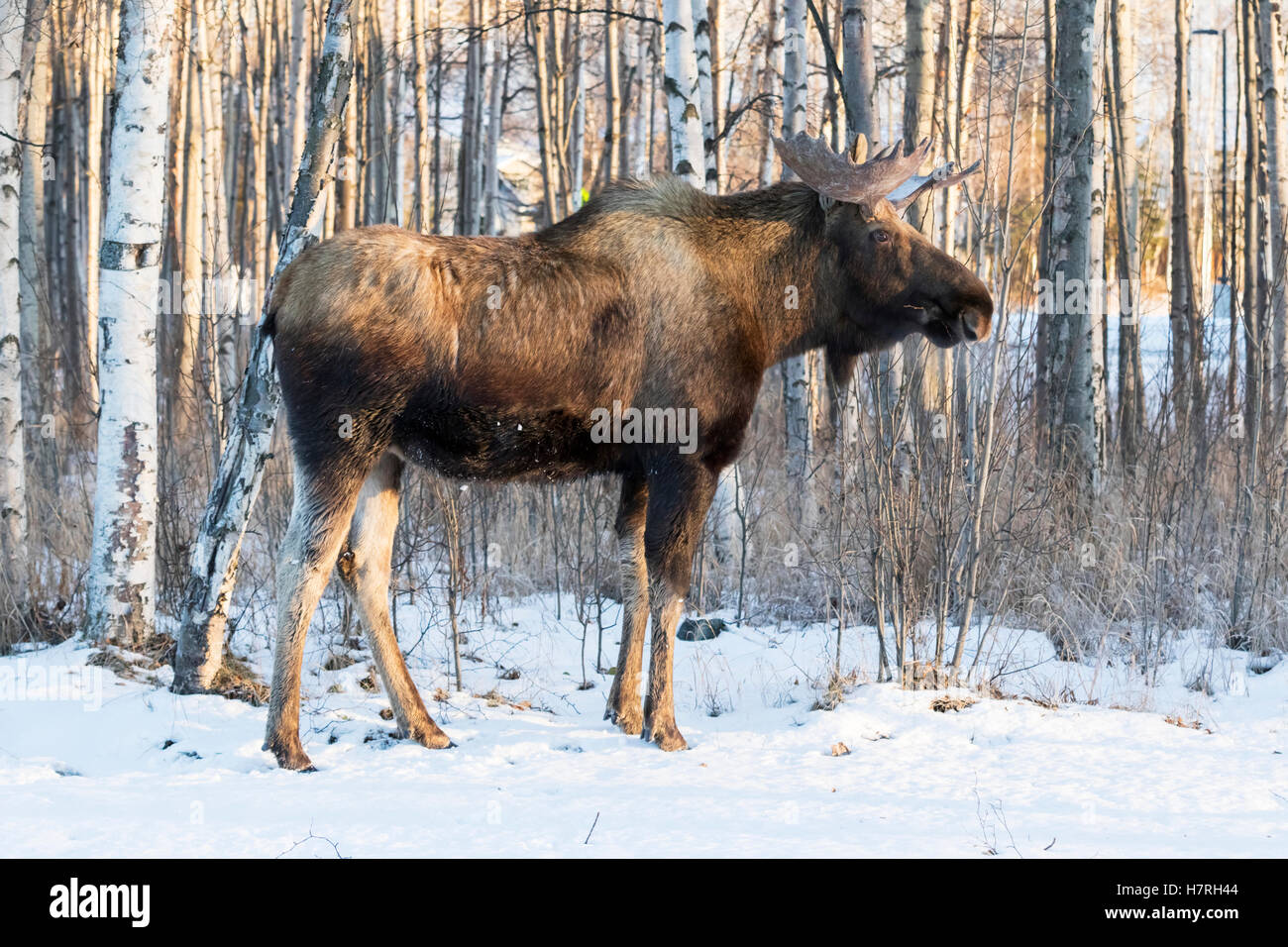Bull moose (alces alces), Alaska state animal; Anchorage, Alaska, United States of America Stock Photo - Alamy Bull moose (alces alces), Alaska state animal; Anchorage, Alaska, United States of America Stock Photo - Alamy