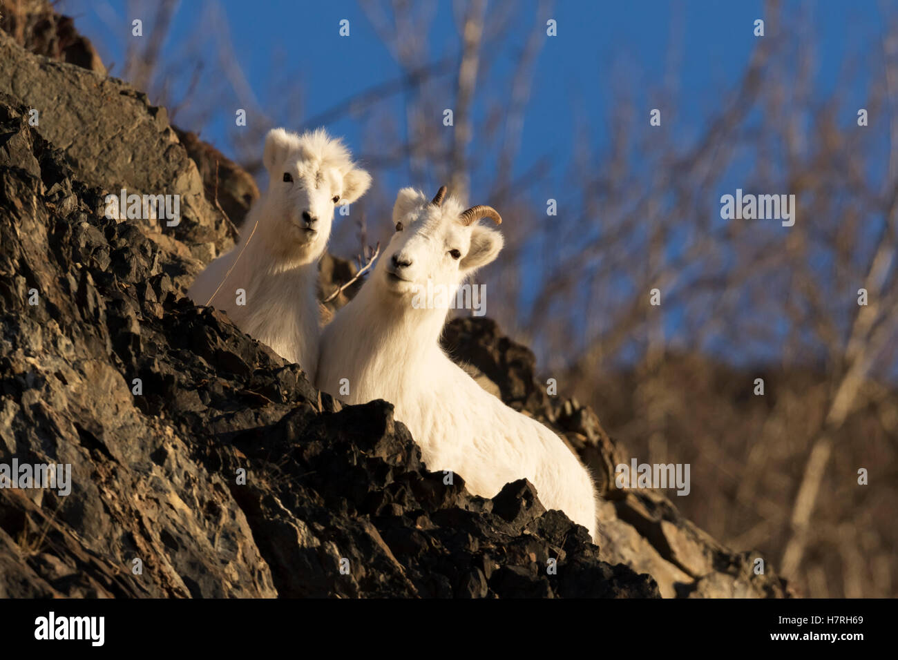 Dall sheep (ovis dalli) ewe and lamb cuddle together on a rocky ridge ...