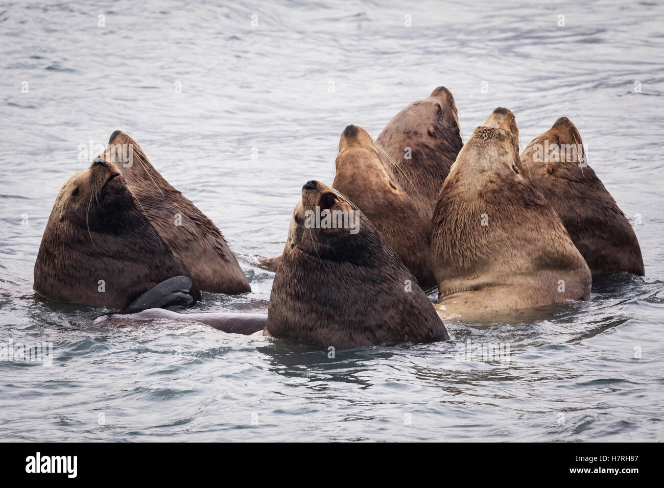 Herd of Stellar Sea Lions in shallow water near Dayville Road, Valdez, Southcentral Alaska