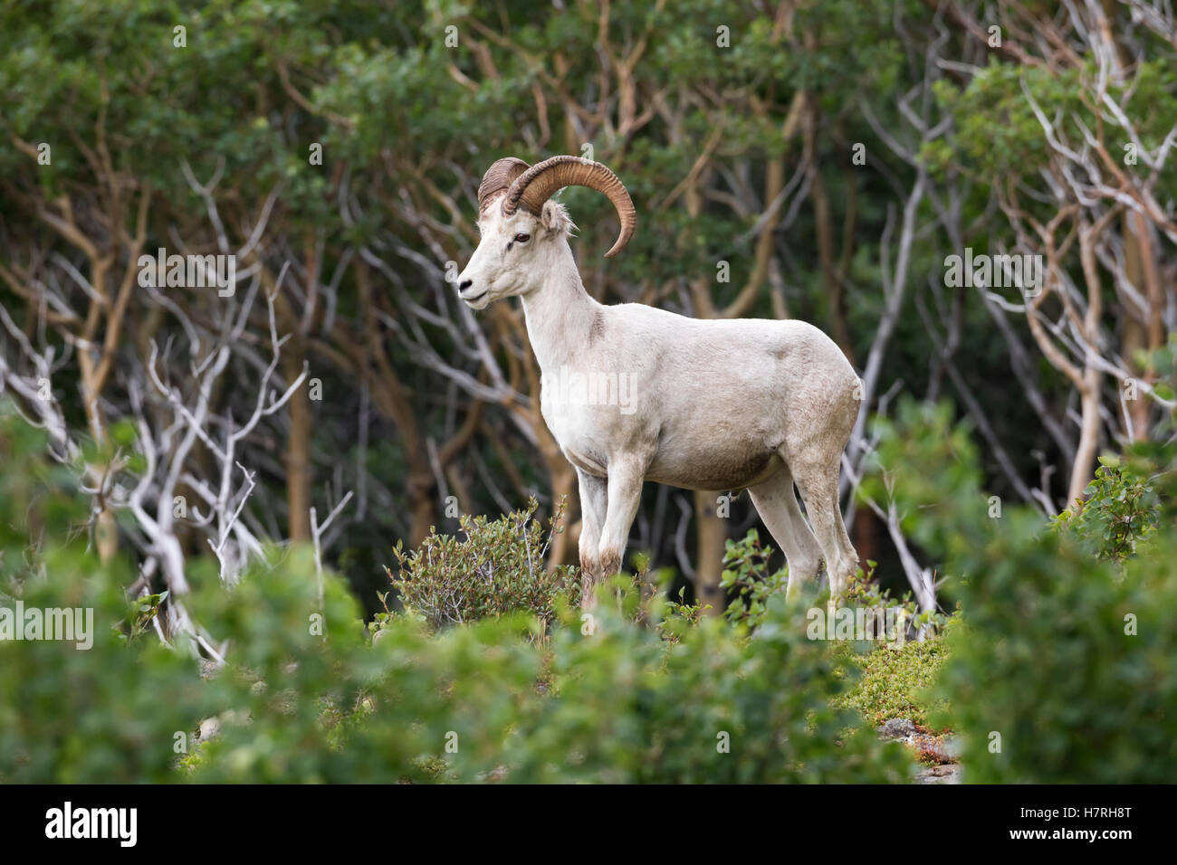 Young ram hi-res stock photography and images - Alamy