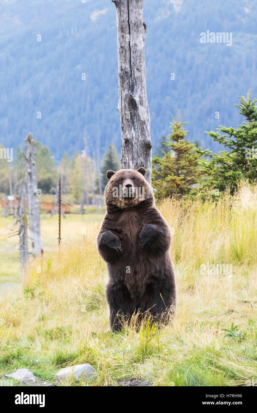 CAPTIVE: Grizzly stands up against a snag to scratch its back, Alaska Wildlife Conservation Center, Southcentral Alaska, summer Stock Photo
