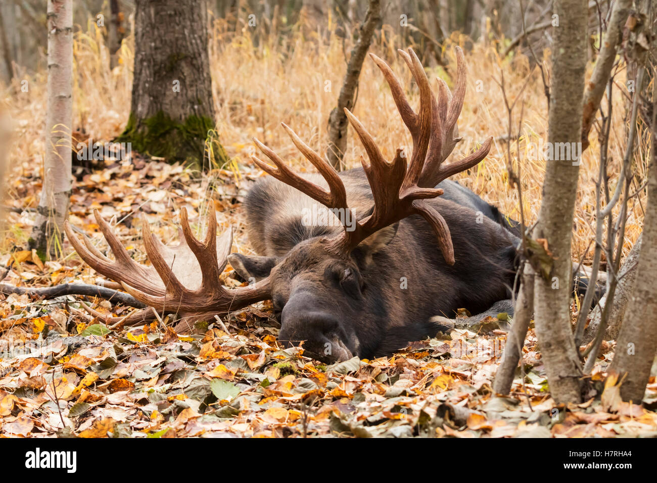Large bull moose sleeping near Tony Knowles Coastal Trail in autumn