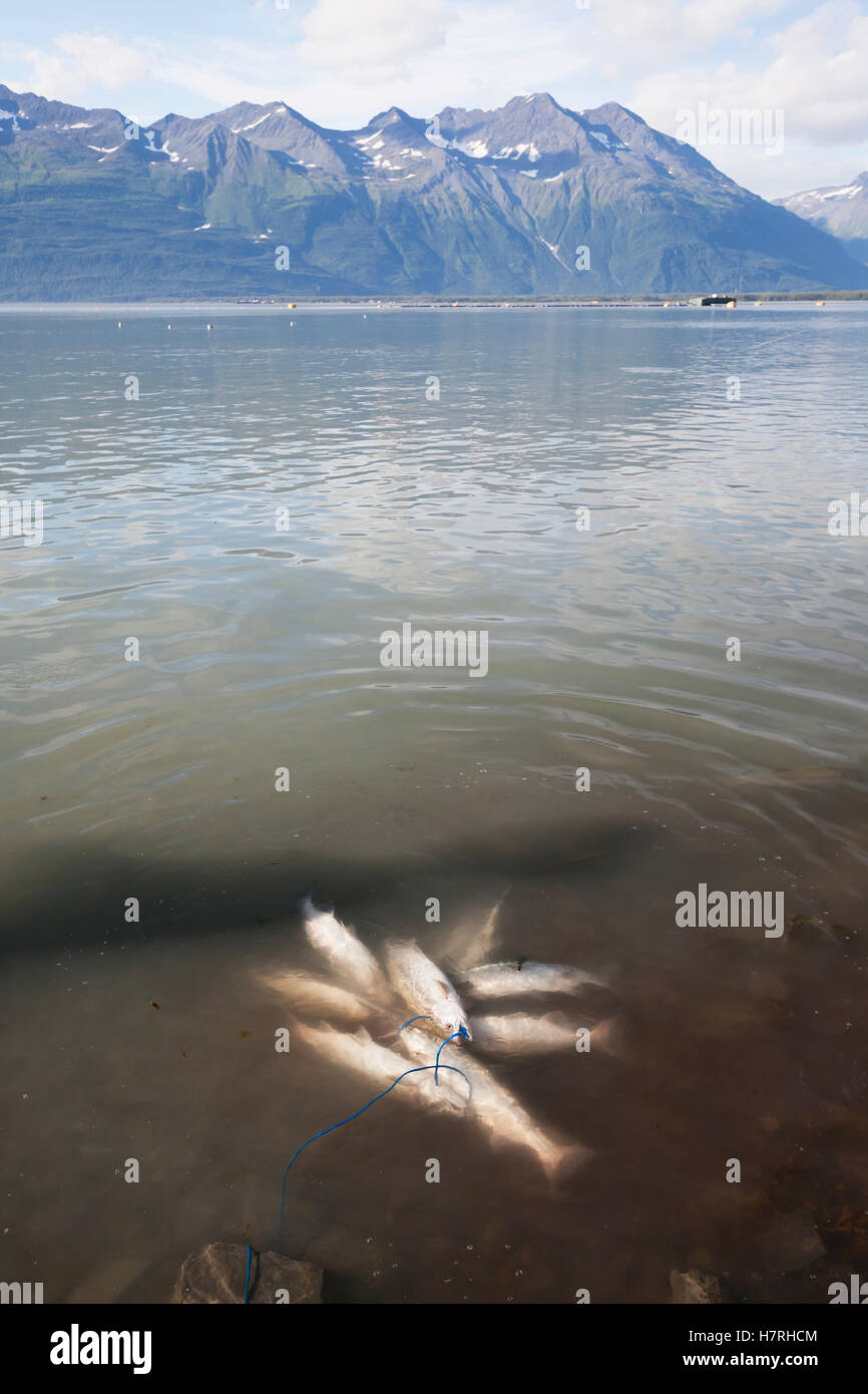 A fisherman's stringer of Pink salmon (Oncorhynchus gorbuscha) lays in the  shallow waters of the ocean across from the town of Valdez Stock Photo -  Alamy