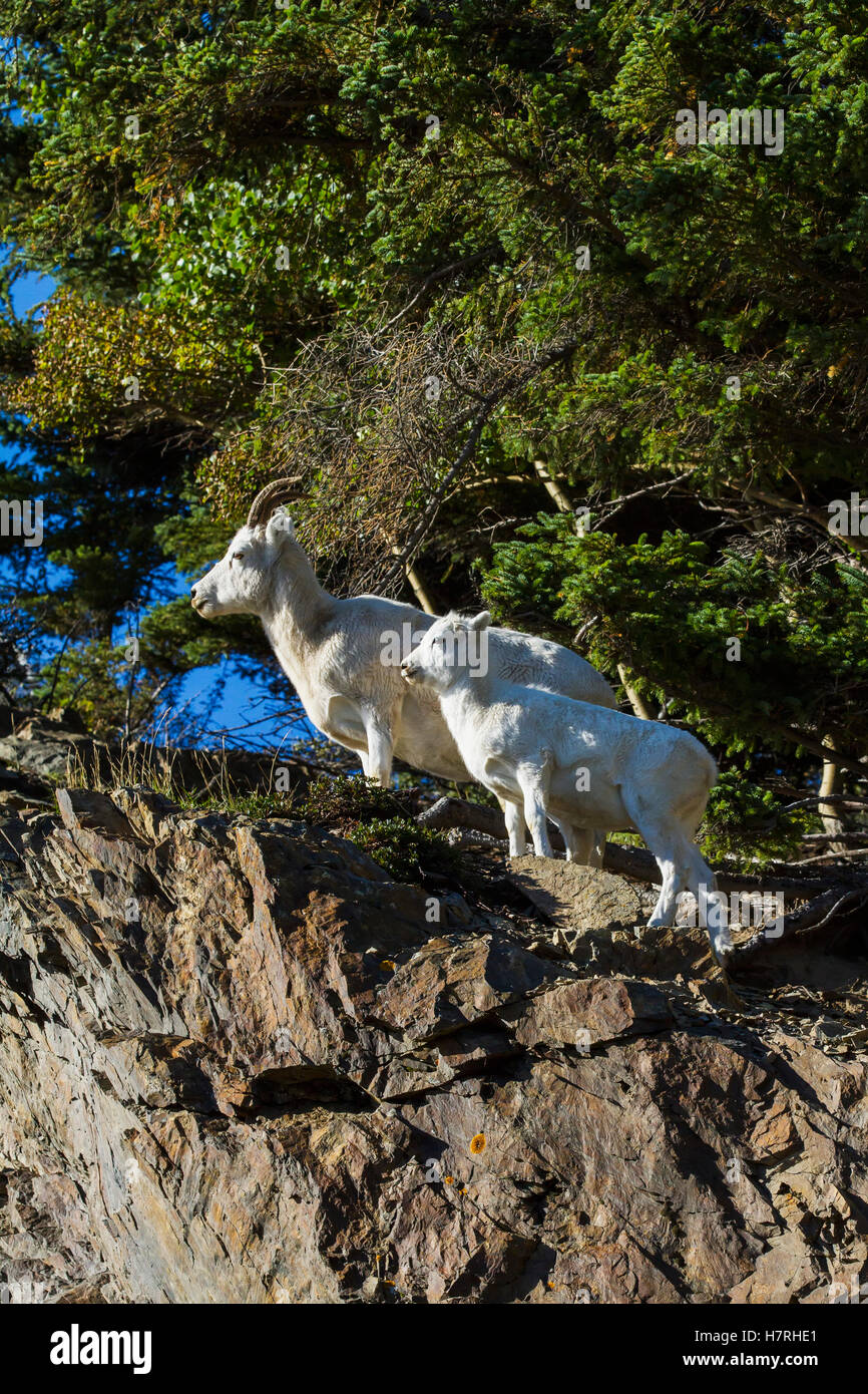 Dall sheep (ovis dalli) ewe and lamb near Windy Point area of the ...