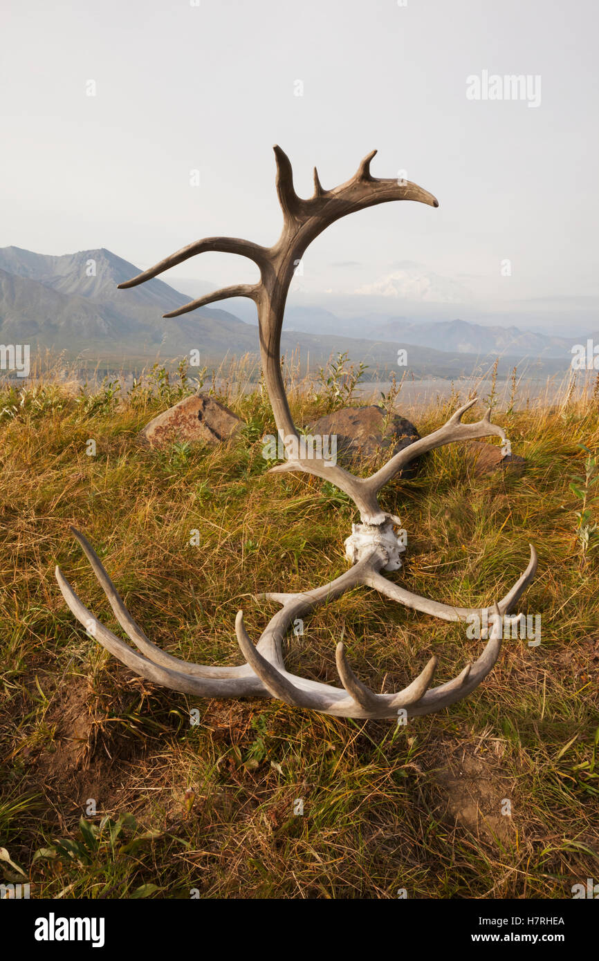 Caribou skull and antlers lay at the Eielson Visitor Center in Denali