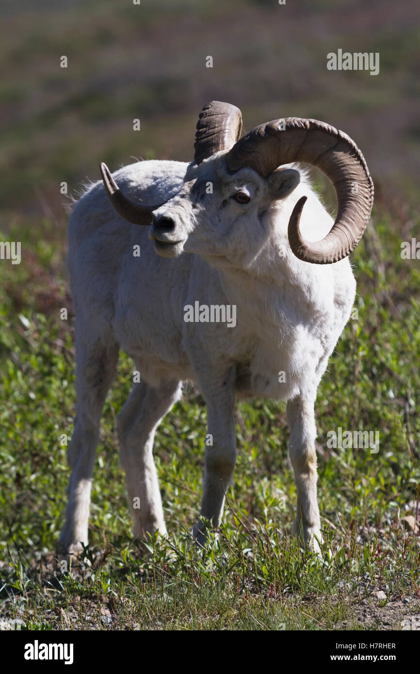 Dall Ram Sheep (Ovis Dalli) Browses On Vegetation In The Polychrome Hills Area Of The Park, Denali National Park And Preserve, Interior Alaska In S... Stock Photo