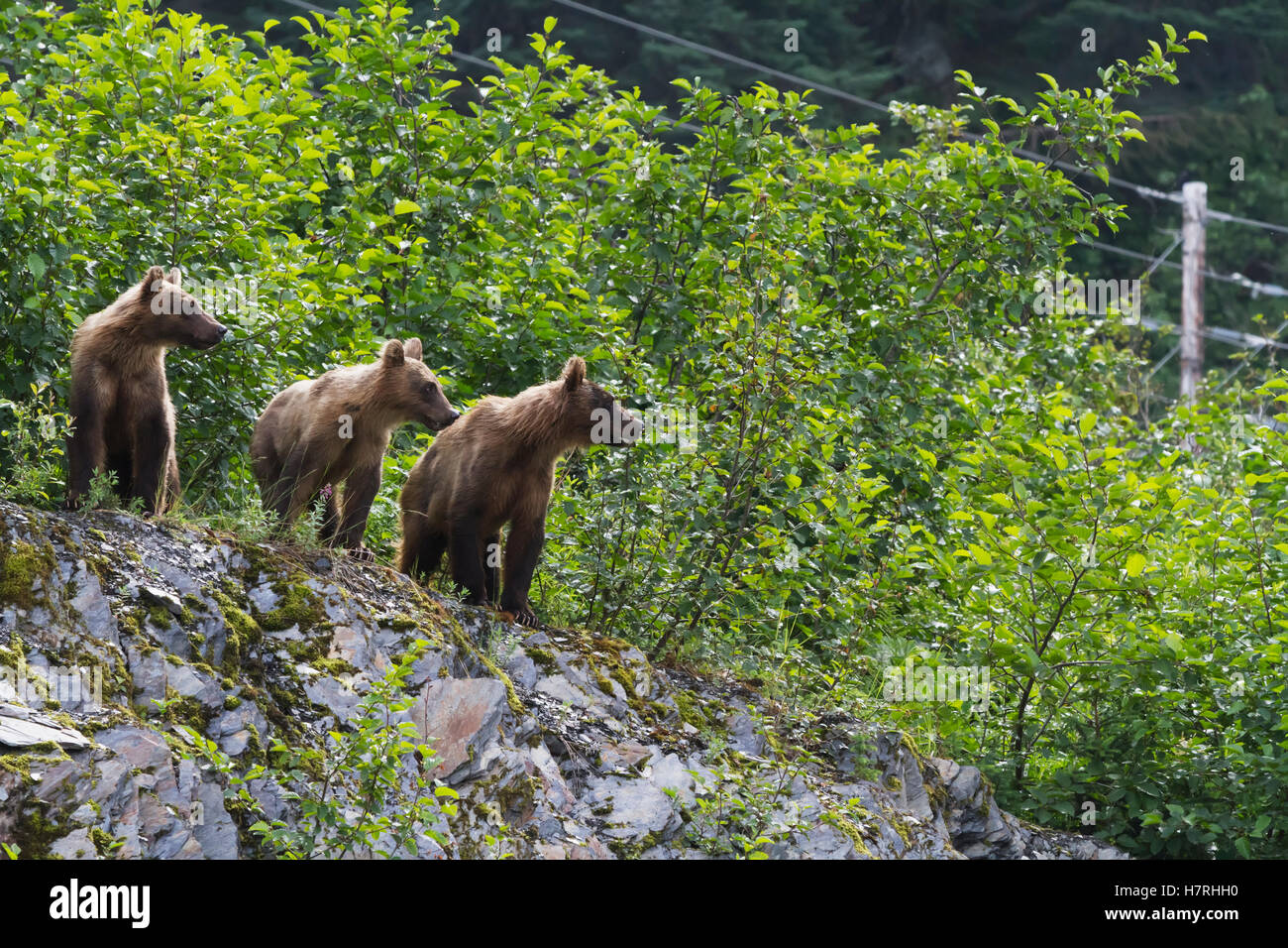 Three Sibling Bears (Ursus Arctos) Stand On Hill Overlooking Dayville Road And Look For Their