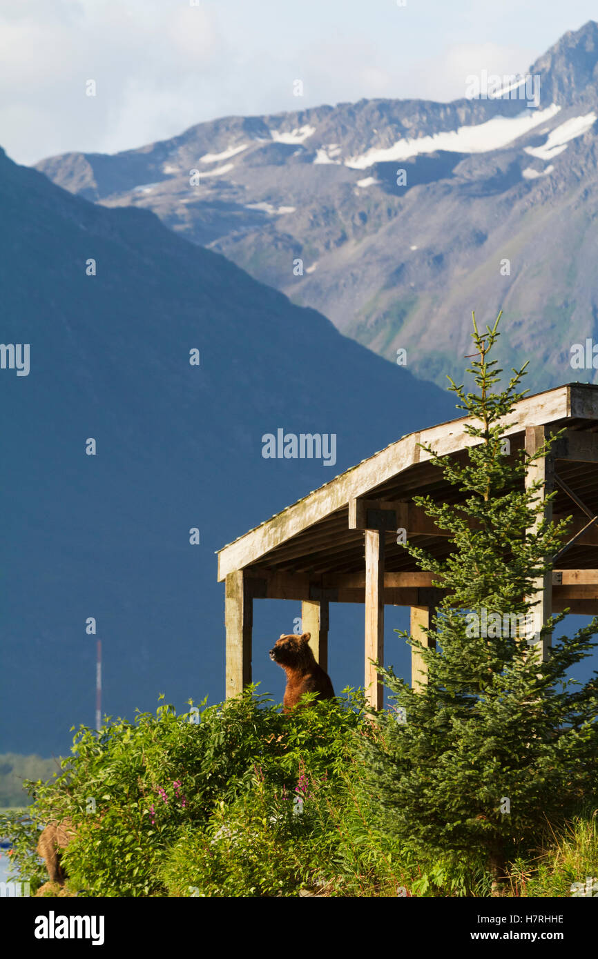A Female Brown Bear (Ursus Arctos) Stands In A Visitor Overlook Near The Fish Hatchery On